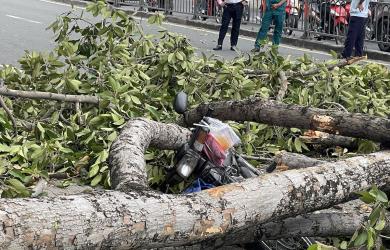 Nhánh cây rơi trúng ba người đi xe máy